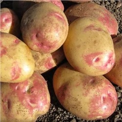 Картофель семенной Иван Да Марья (2 кг)