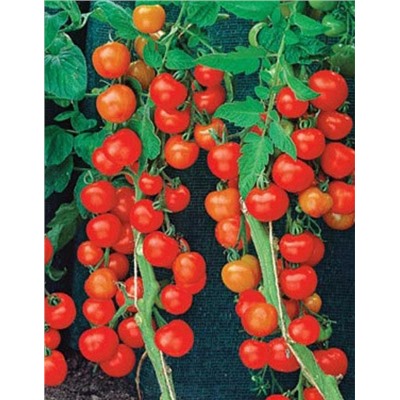 Томат 1000 и 2 помидорки УД 20 шт цв.п (Симбиоз)