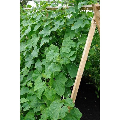 Сетка садовая, шпалерная, 2 × 5 м, ячейка 15 × 17 см, для огурцов, пластиковая, зелёная