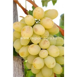 Виноград плодовый Лора, очень ранний, крупный