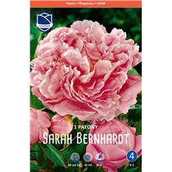 Пион травянистый Сара Бернар (Sarah Bernhardt)