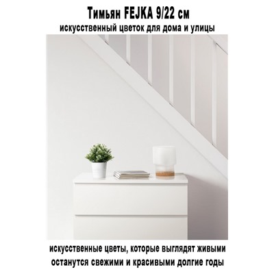 Тимьян FEJKA 9-22 см