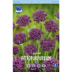 Аллиум Атропурпуреум (Allium atropurpureum), 5 шт (разбор 10/12)