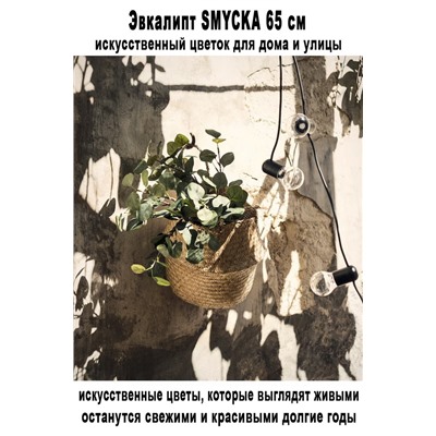 Зелёный эвкалипт SMYCKA 65 см