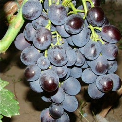 Виноград (плодовый) - Рошфор