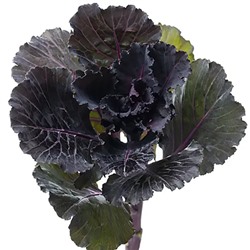 Капуста декоративная Black Leaf F1 - 5 шт.