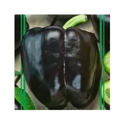 Перец сладкий Ультрафиолет F1, 5  шт семян