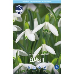 Подснежник Элваса (Galanthus Elwesii), 10 шт (разбор 6/7)