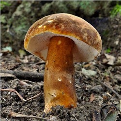 Белый гриб каштановый