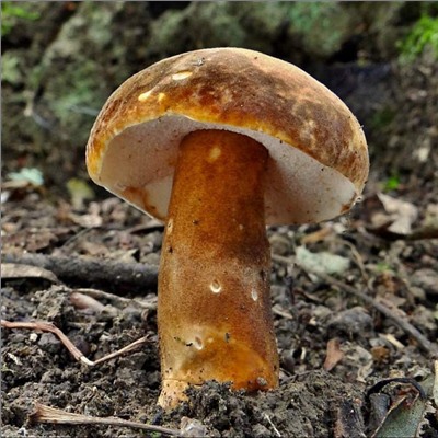 Белый гриб каштановый