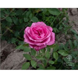 Роза Шарль де Голль (ч-гибрид, розово-сиренев)