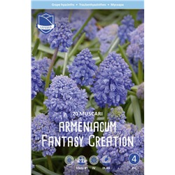 Мускари Арменикум Фентези Криэйшен (Muscari Fantasy Creation), 20 шт (разбор 9/10)