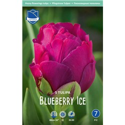 Тюльпан Блюберри Айс (Tulipa Blueberry Ice), 5 шт (разбор 12/14)