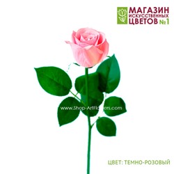 Роза полузакрытая - темно-розовый