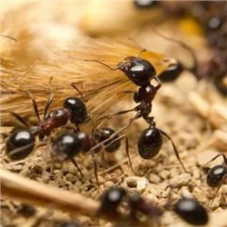 Колония муравьев - для муравьиной фермы