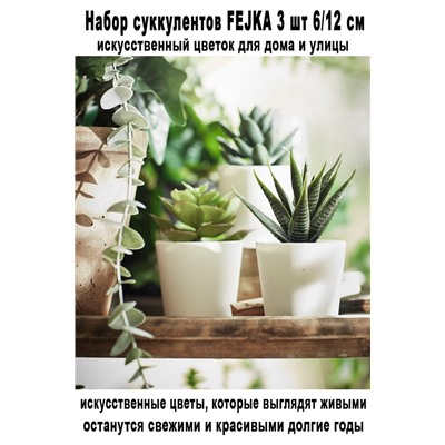 Набор суккулентов FEJKA 3 шт