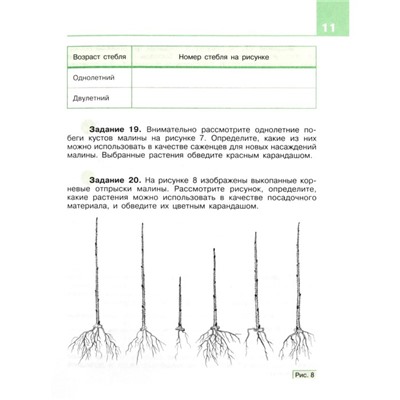 Технология. 8 класс. Сельскохозяйственный труд. Рабочая тетрадь (для обучающихся интеллектуальными нарушениями). 3-е издание. ФГОС ОВЗ. Ковалева Е.А.