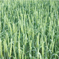 Пшеница яровая Харьковская 46 (сидерат)