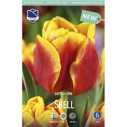 Тюльпан Шелл (Tulipa Shell), 10 шт (разбор 11/12)