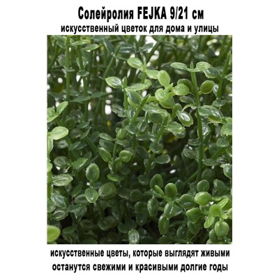 Солейролия FEJKA 9-21 см