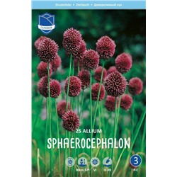 Аллиум Сфаероцефалон (Allium sphaerocephalon), 25 шт (разбор 6/7)