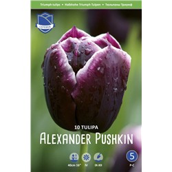 Тюльпан Александр Пушкин (Tulipa Alexander Pushkin), 10 шт (разбор 12/14)