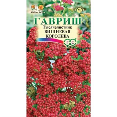 Тысячелистник Вишневая королева (ГАВРИШ)