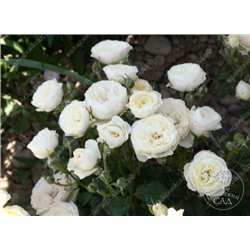 Роза Транквилити (шраб, белая)