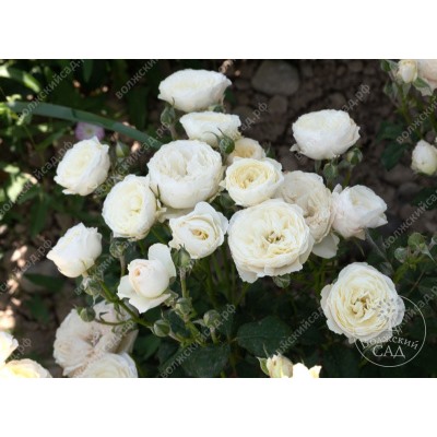 Роза Транквилити (шраб, белая)
