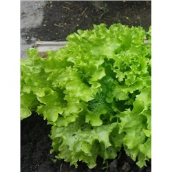 Салат Изумрудное кружево (УД) 0,25 гр цв.п