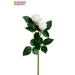 Роза двойная пионовидная - белый