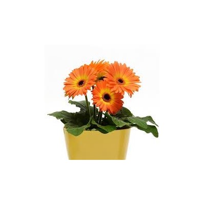 Gerbera Colorbloom Bicolor Orange Yellow - 3 шт.