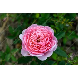 Роза Зе Алнвик Роуз (шраб англ. розовый)
