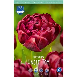 Тюльпан Анкл Том (Tulipa Uncle Tom), 10 шт (разбор 12/14)