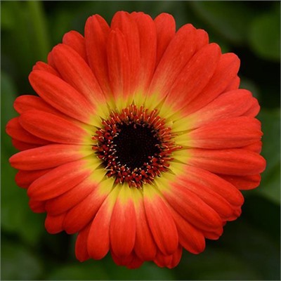 Gerbera Colorbloom Bicolor Orange Yellow - 3 шт.