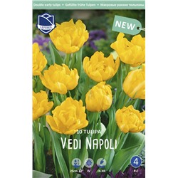 Тюльпан Веди Наполи (Tulipa Vedi Napoli), 10 шт (разбор 11/12)