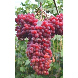 Виноград плодовый Велес, ранний, бессемянный