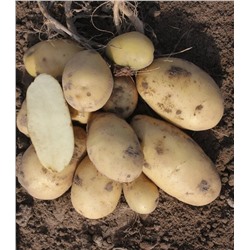 Картофель семенной Армада (2 кг)