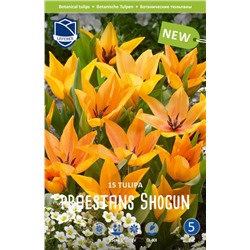 Тюльпан Престанс Шогун (Tulipa Praestans Shogun), 15 шт (разбор 9/10)