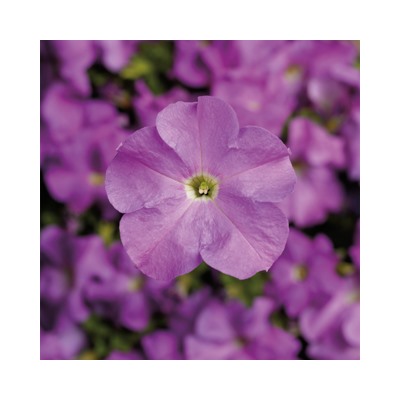 Петуния крупноцветковая TriTunia Lavender - 10 шт.