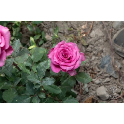 Роза Блю Берри  (ч.-гибрид, сиренев. розов.)