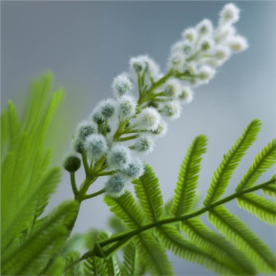 Цветок искусственный Мимоза 86 см / MNY-02 /уп 150/600/белая