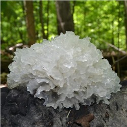 Ледяной гриб Тремелла