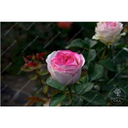 Роза Дольче вита  (ч.-гибрид, белый розов)