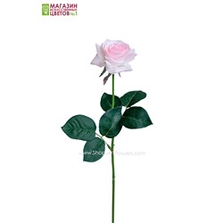 Роза малая - светло-розовый