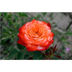 Роза Султан (ч-гибрид.оранж.красный)