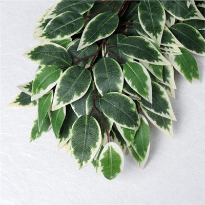 Искусственные листья 12 штук Фикус бело-зеленый / 149NA-27 /уп 100/_