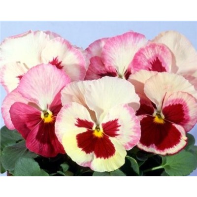 ВИОЛА Acquarelle F1 strawberry orchid - 5 шт