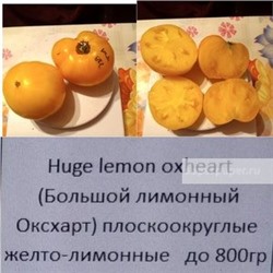 Большой лимонный Оксхарт