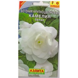 Бегония Камелия белая (Код: 70912)